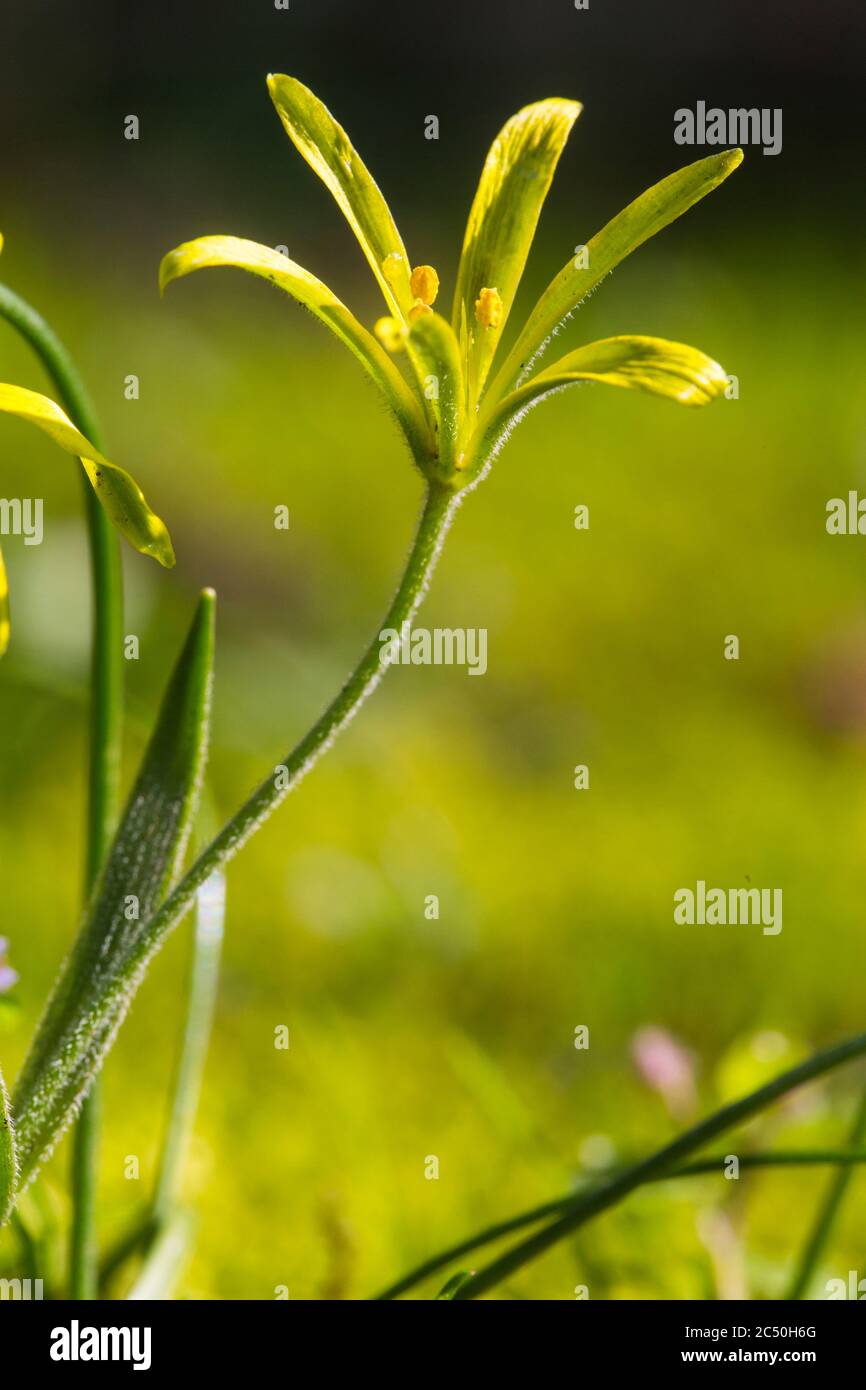 Meadow gagea (Gagea pratensis), flower, Netherlands, Overijssel Stock Photo