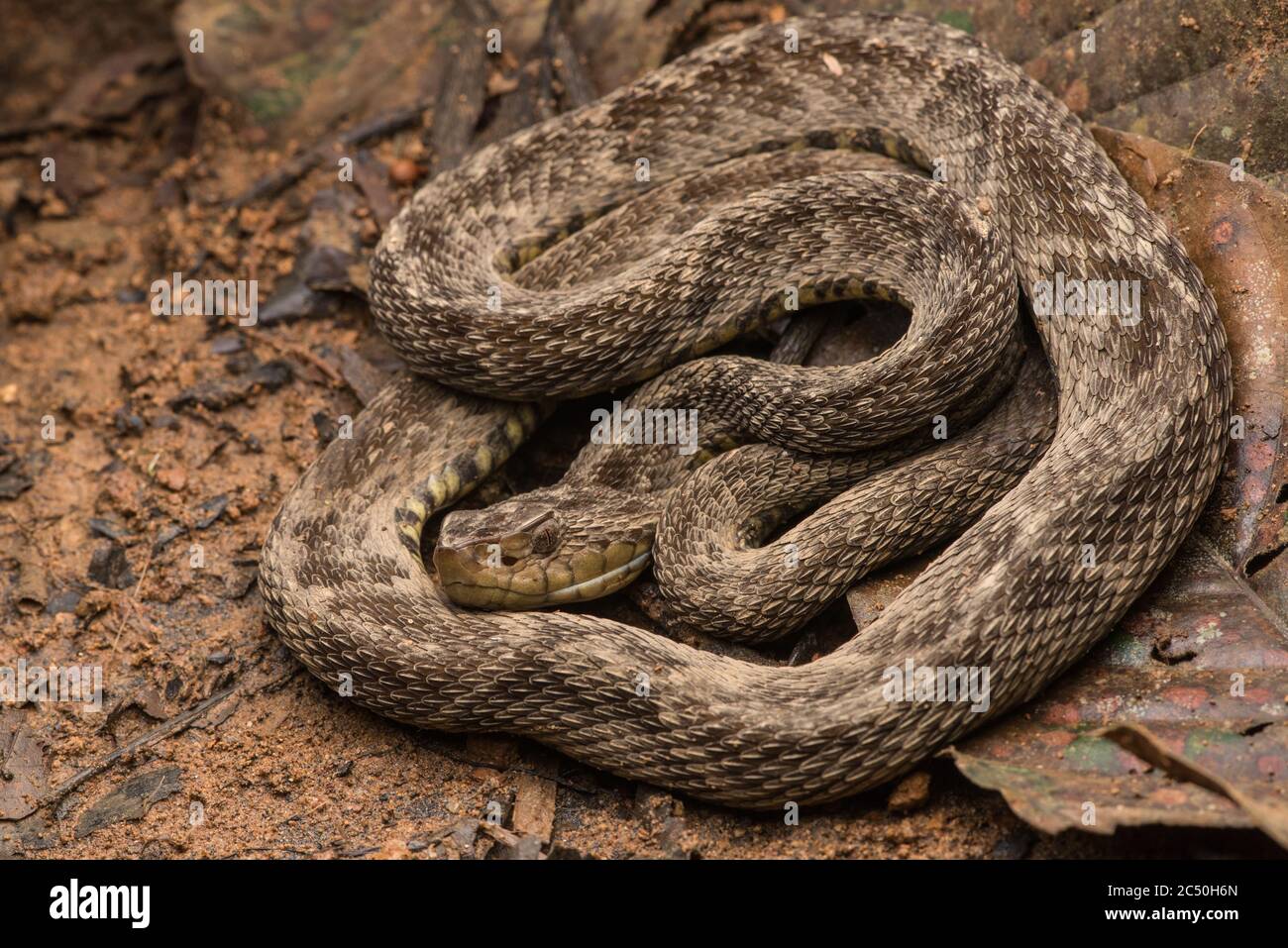 The dreaded fer de lance (Bothrops atrox), a lancehead species that is responsible for the most snake bite deaths in South America. Stock Photo