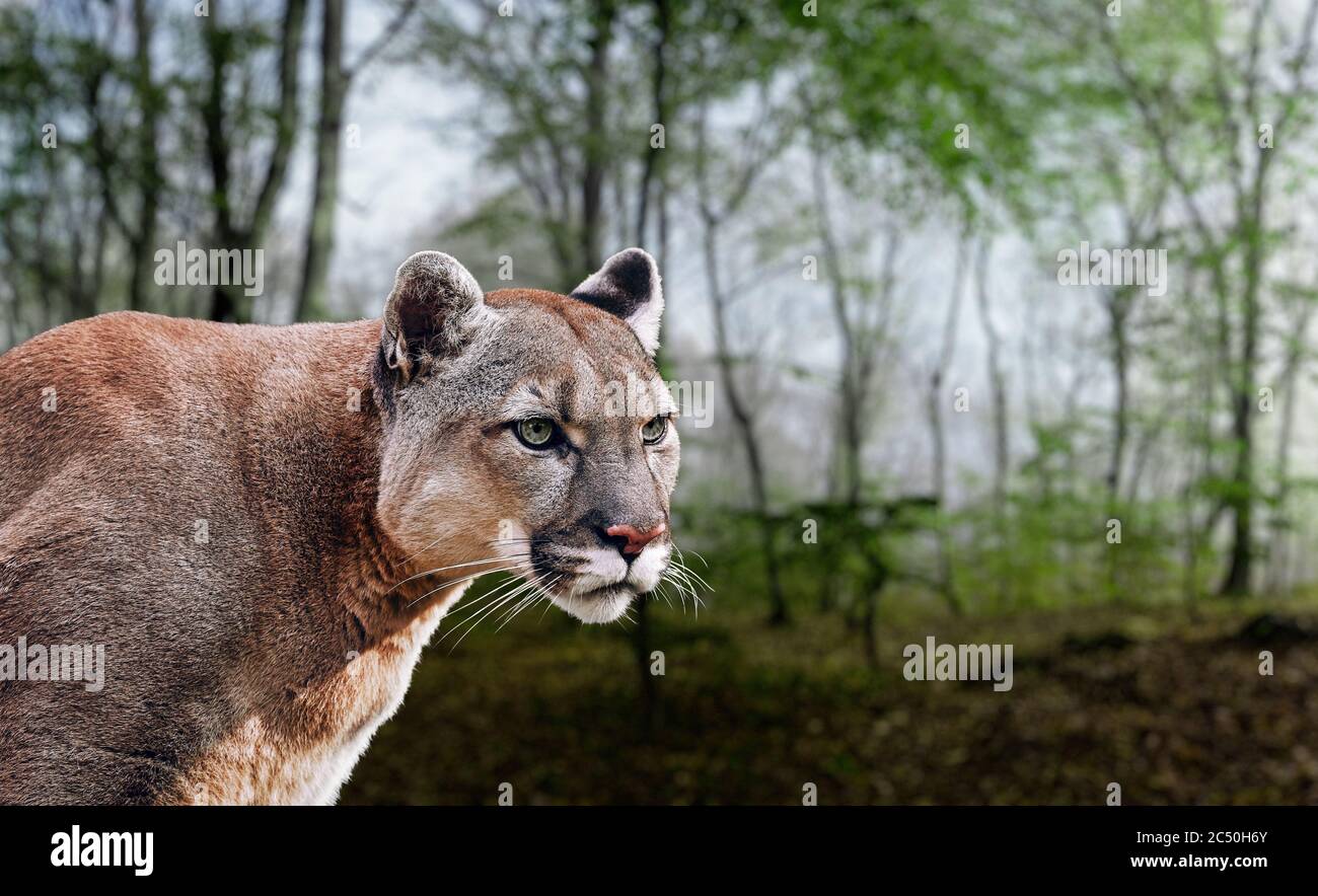 Portrait of Beautiful Puma. Cougar, mountain lion, puma, panther, striking  pose, scene in the woods, wildlife America Stock Photo - Alamy