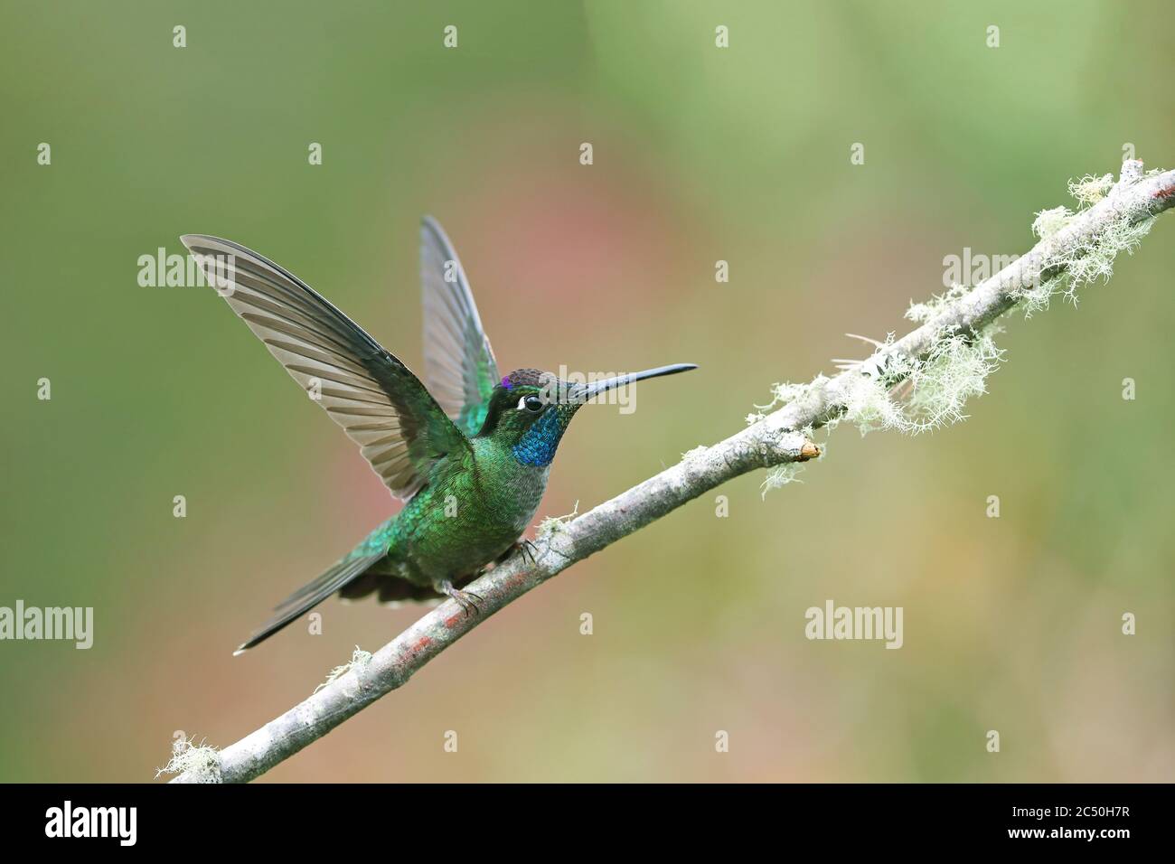 Talamanca hummingbird (Eugenes spectabilis), male perching on a twig with outstretched wings, side view, Costa Rica, Los Quetzales National Park Stock Photo