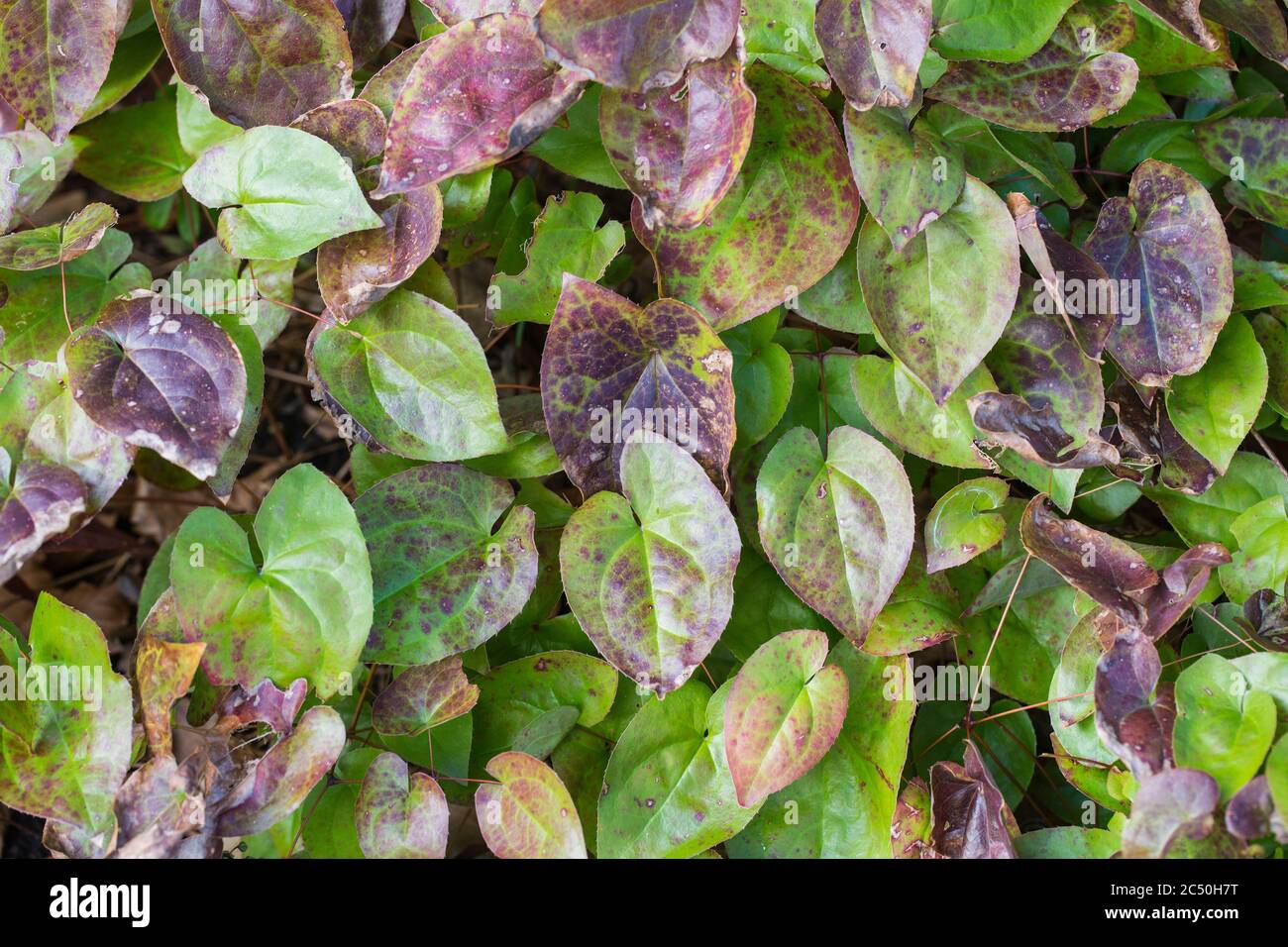 Alpine barrenwort (Epimedium alpinum), leaves Stock Photo