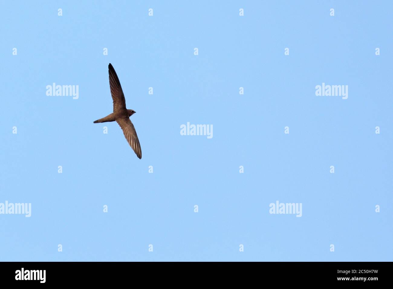 Pallid swift (Apus pallidus), flying in the sky, view from below, Canary Islands, Fuerteventura Stock Photo