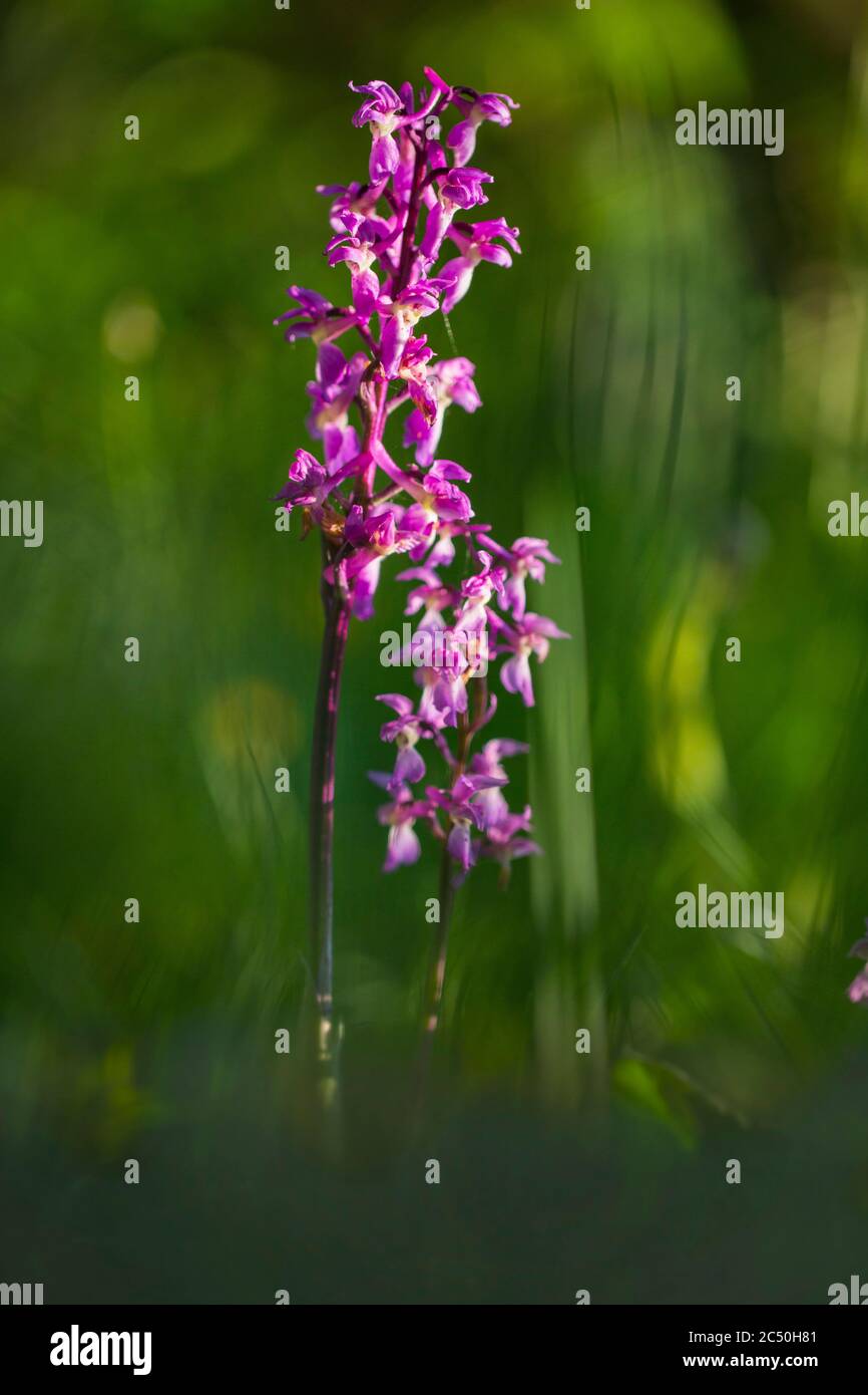 early-purple orchid (Orchis mascula), blooming, Germany, North Rhine-Westphalia Stock Photo