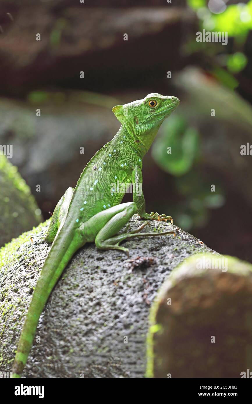 green basilisk, plumed basilisk, double-crested basilisk (Basiliscus plumifrons), female sits on a stone, Costa Rica, Sarapiqui, Selva Verde Stock Photo