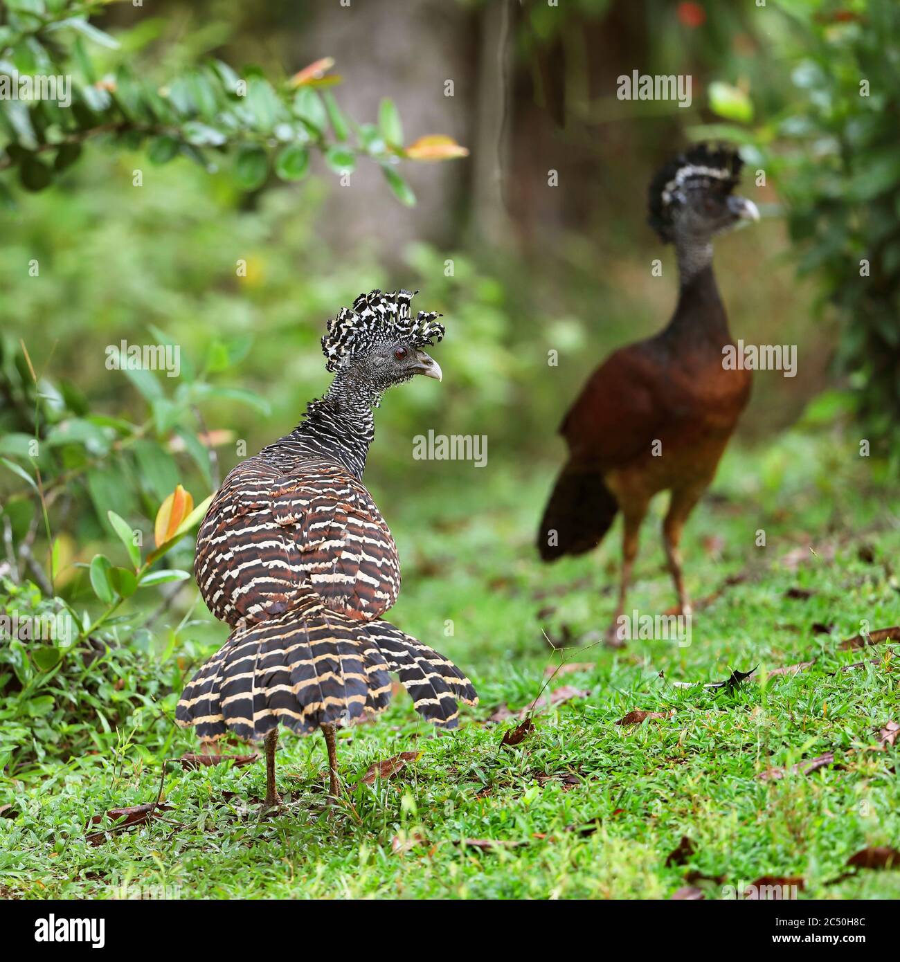 great curassow (Crax rubra), two females on the forest edge, banded and normal morph, Costa Rica, Boca Tapada Stock Photo