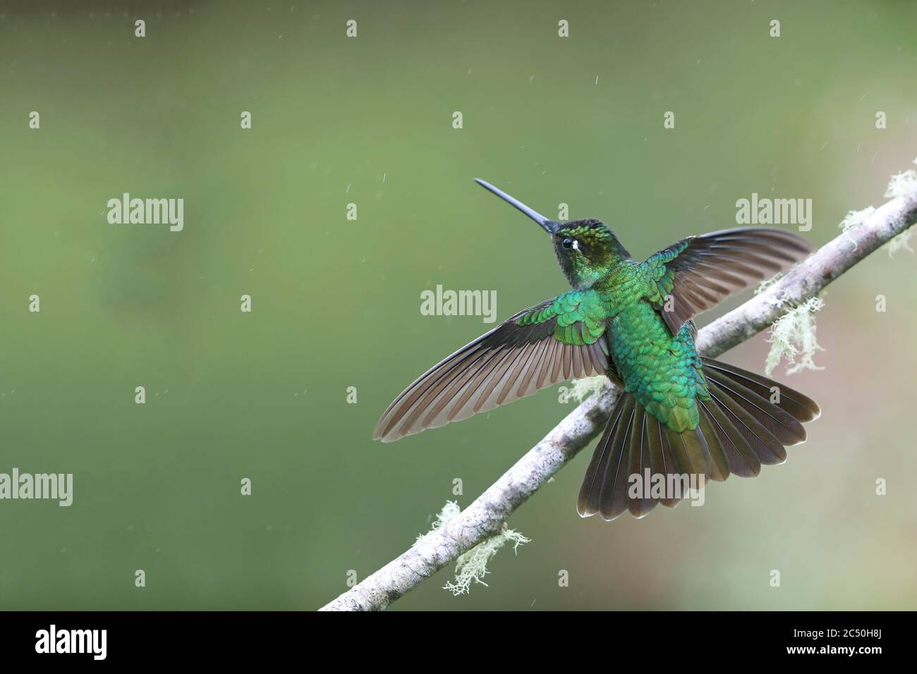 Talamanca hummingbird (Eugenes spectabilis), male perching with outstretched wings on a twig, rear view, Costa Rica, Los Quetzales National Park Stock Photo