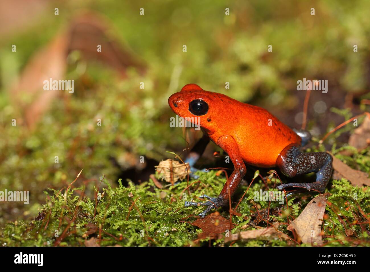Strawberry poison-arrrow frog, Red-and-blue poison-arrow frog, Flaming poison-arrow frog, Blue Jeans Poison Dart Frog (Dendrobates pumilio, Oophaga pumilio), sitting in moss on the ground, side view, Costa Rica, Sarapiqui Stock Photo