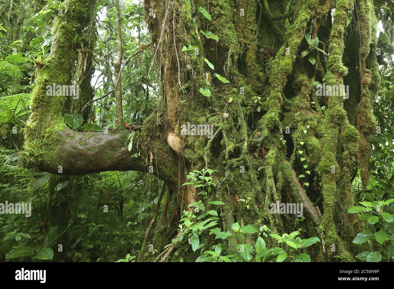 mossy tree in the Monteverde Cloud Forest Reserve, Costa Rica, Puntarenas, Monteverde Stock Photo