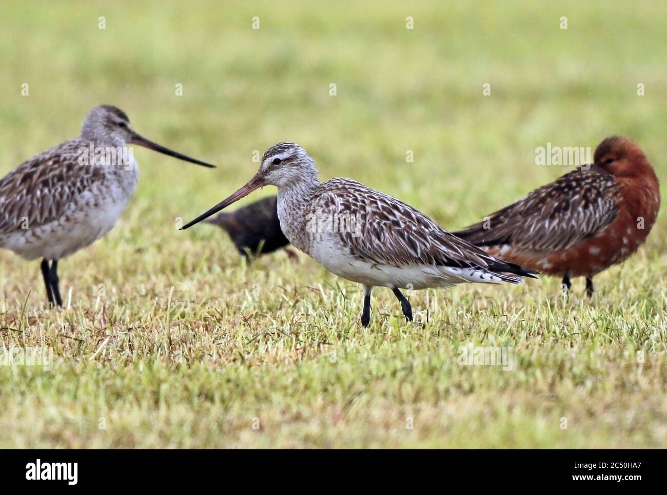 bar-tailed godwit (Limosa lapponica), females standing on a meadow, Netherlands Stock Photo