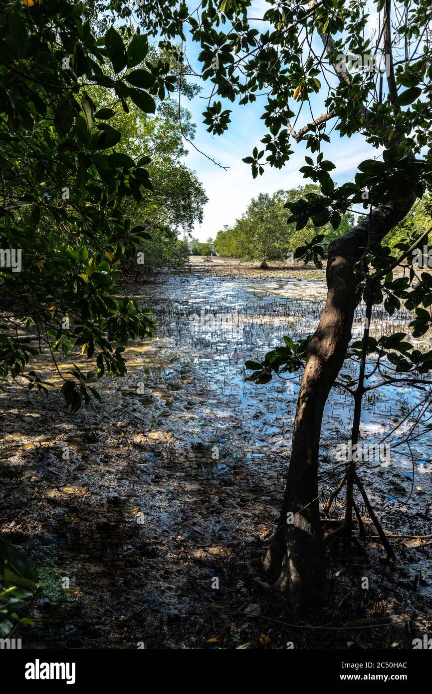 Mangrove Trees at Low Tide, Pulau Ubin, Singapore Stock Photo - Alamy