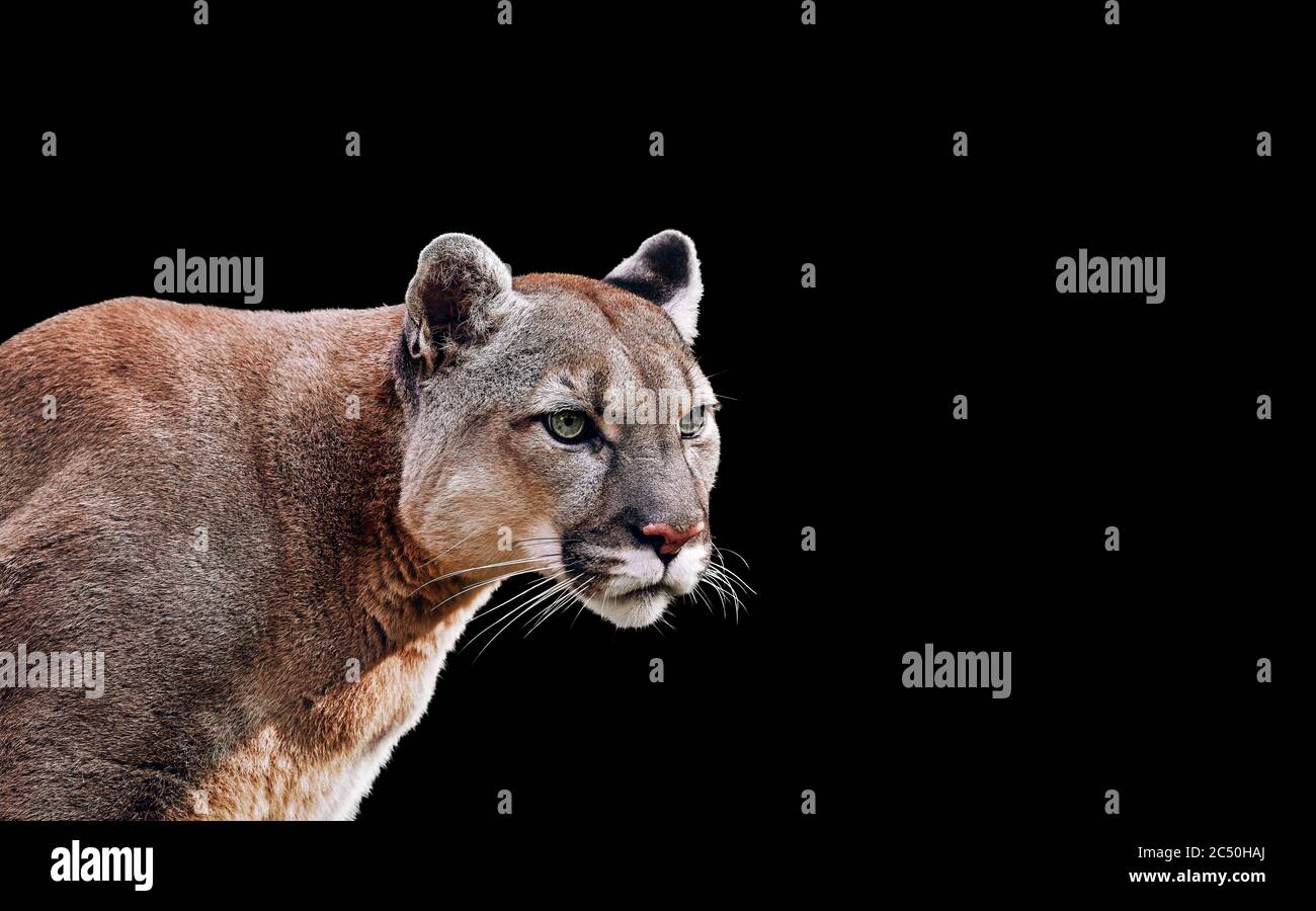 is a cougar a mountain lion is a cougar a mountain lion