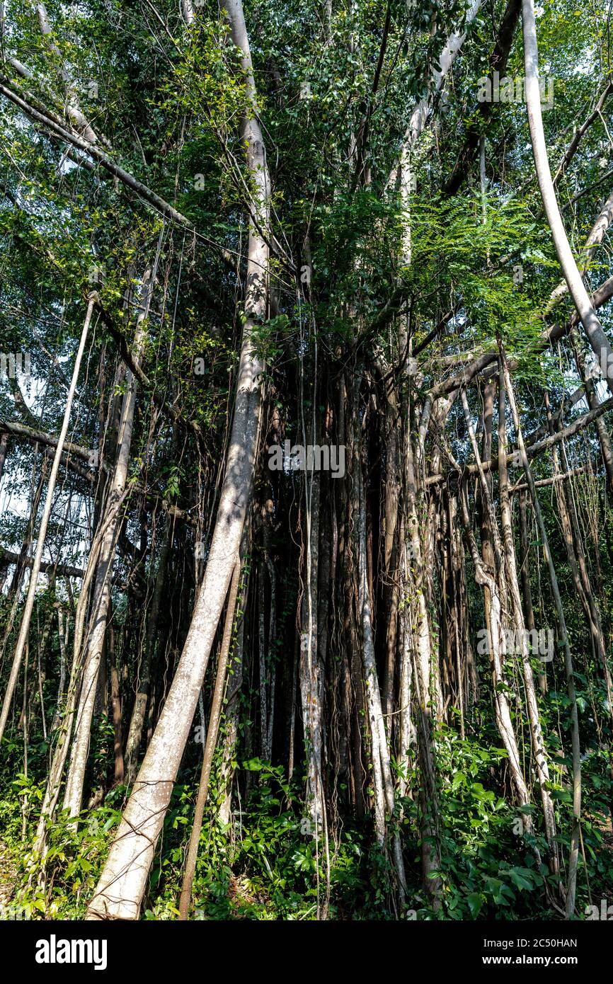 Malayan Banyan or Jejawi Tree (Ficus microcarpa) Stock Photo