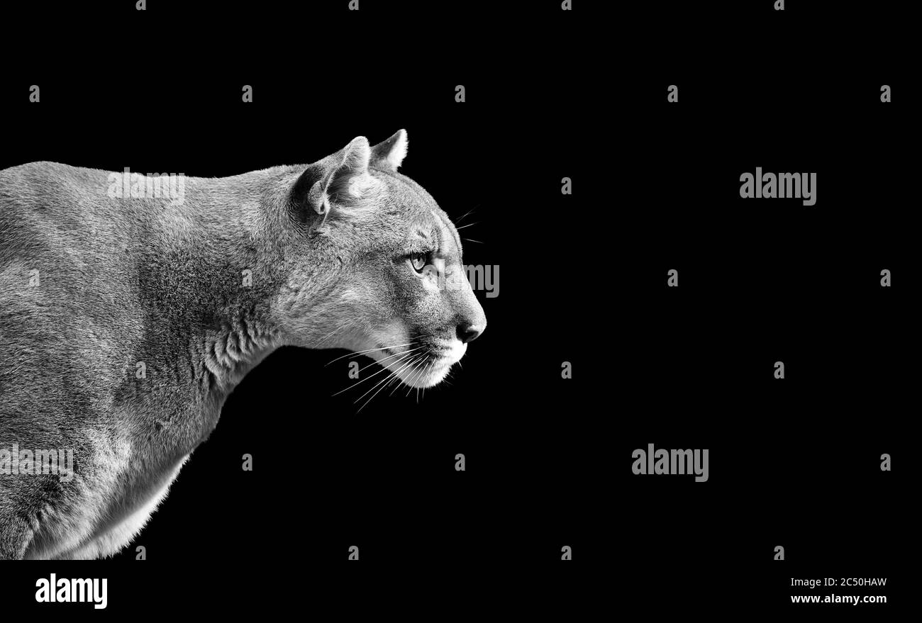 Portrait of Beautiful Puma. Cougar, mountain lion, isolated on black  backgrounds Stock Photo - Alamy