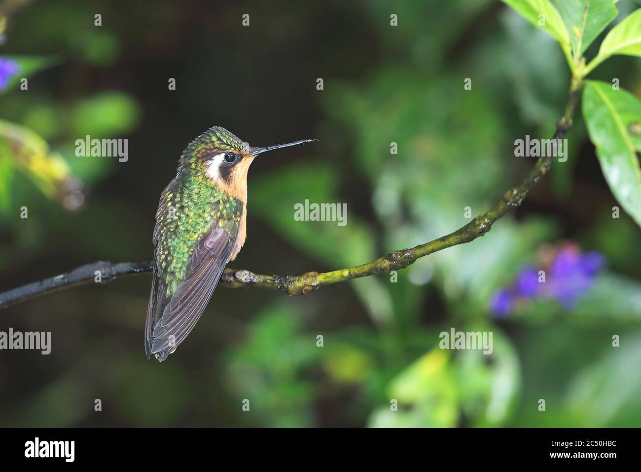 Purple-throated mountain gem (Lampornis calolaema), female perched on a branch, Costa Rica, Monteverde Stock Photo