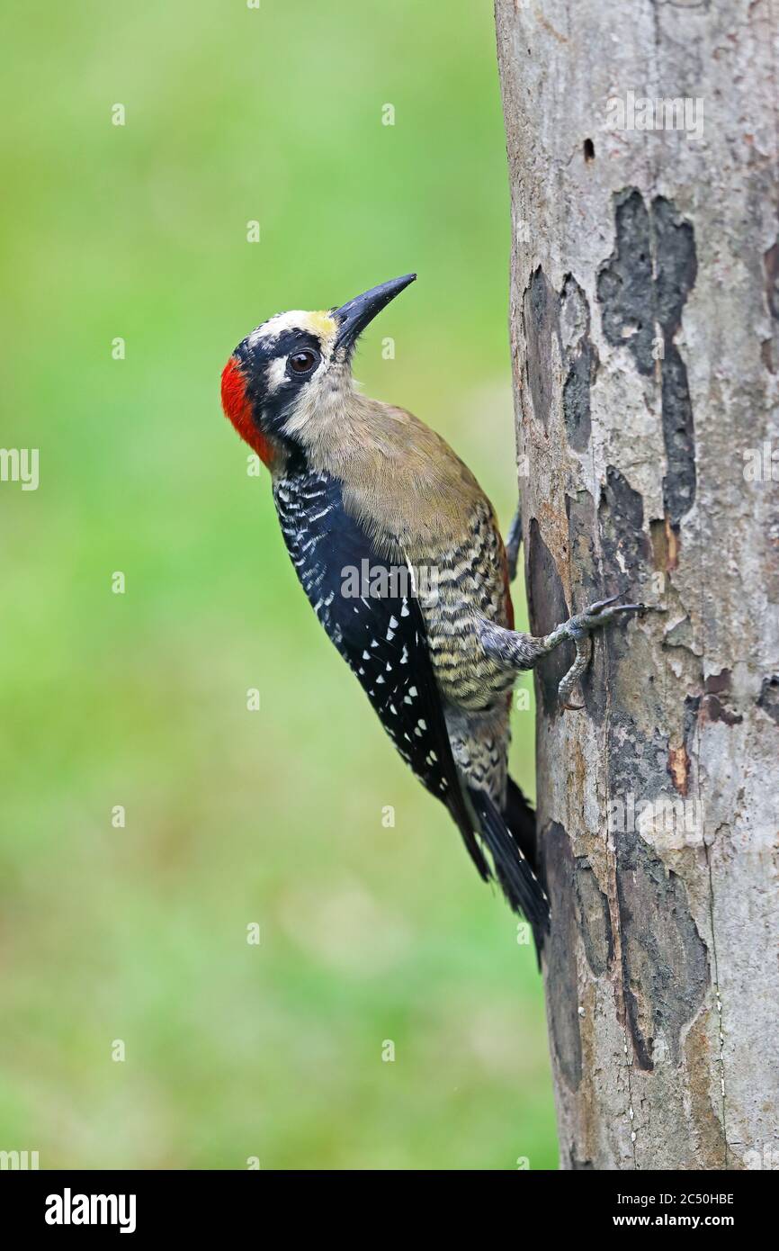 black-cheeked woodpecker (Melanerpes pucherani), female climbs at a dead tree, Costa Rica, Boca Tapada Stock Photo