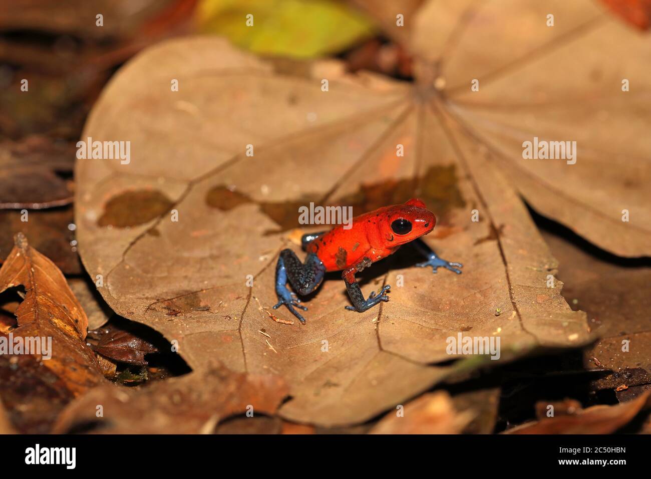 Strawberry poison-arrrow frog, Red-and-blue poison-arrow frog, Flaming poison-arrow frog, Blue Jeans Poison Dart Frog (Dendrobates pumilio, Oophaga pumilio), sitting in fallen leaves on the ground, side view, Costa Rica, Sarapiqui Stock Photo