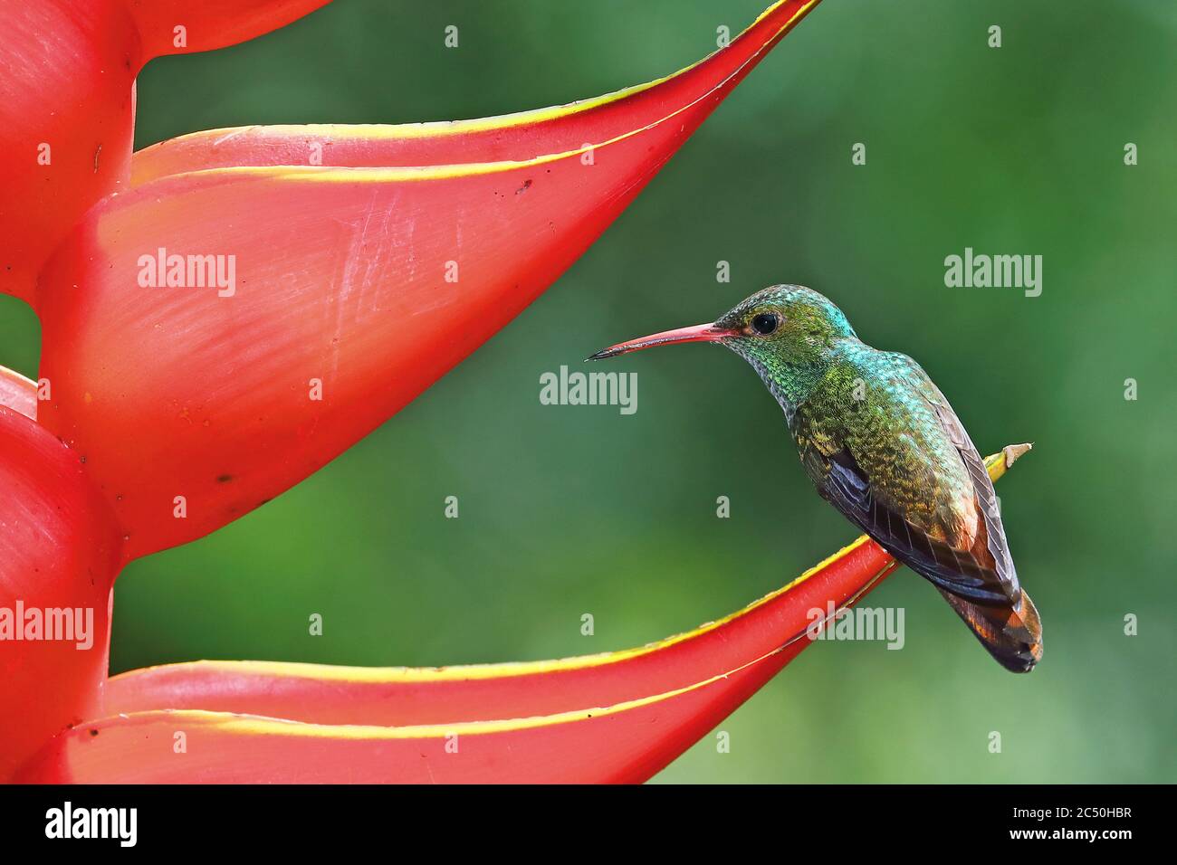 rufous-tailed hummingbird (Amazilia tzacatl), sits on a Heliconia, Costa Rica, Sarapiqui Stock Photo