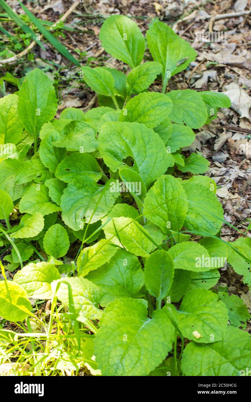 Foxglove seedling hires stock photography and images Alamy