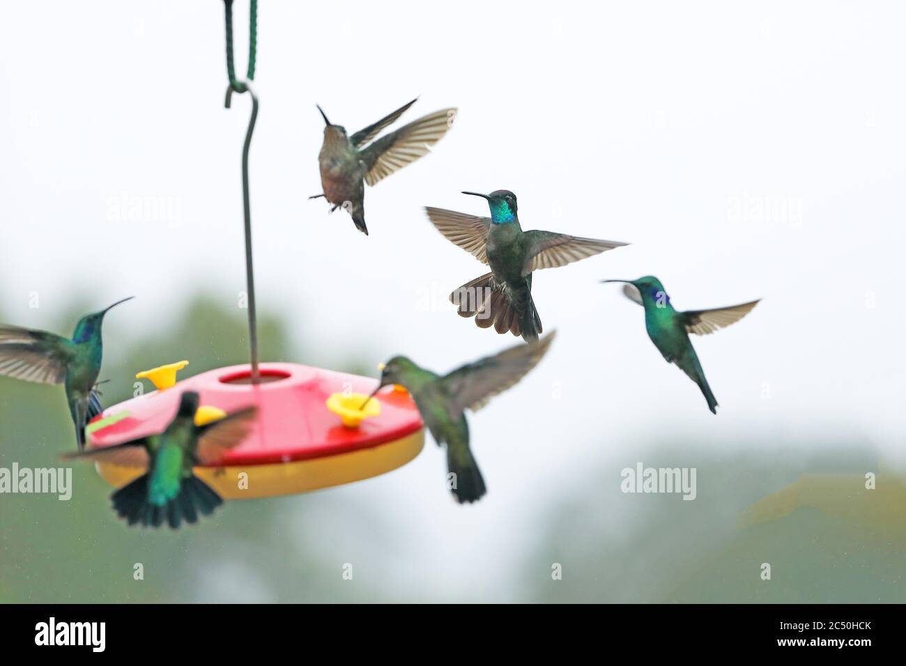Talamanca hummingbird (Eugenes spectabilis), troop flying at a feeding place, Costa Rica, Los Quetzales National Park Stock Photo