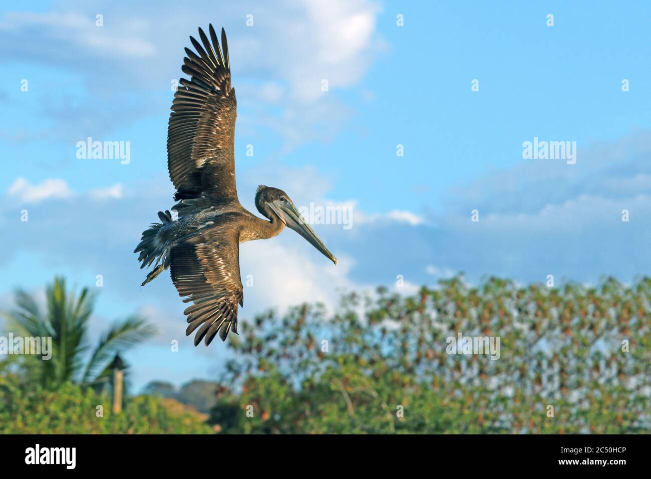 brown pelican (Pelecanus occidentalis), juvenile in flight, Costa Rica Stock Photo