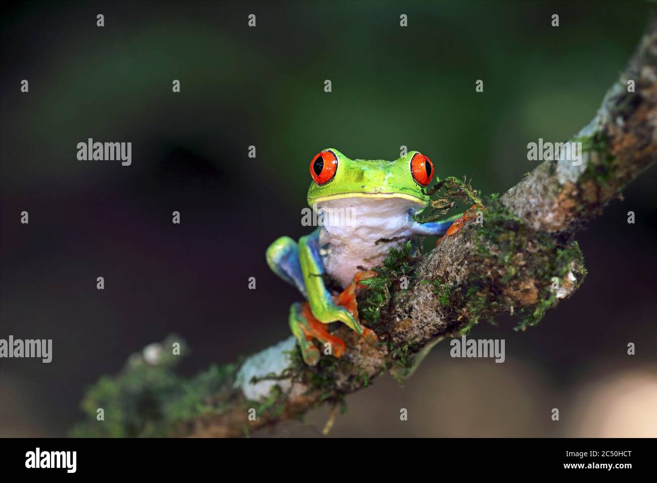 red-eyed treefrog, redeyed treefrog, redeye treefrog, red eye treefrog, red eyed frog (Agalychnis callidryas), sits on a twig, Costa Rica, Horquetas Sarapiqui Stock Photo