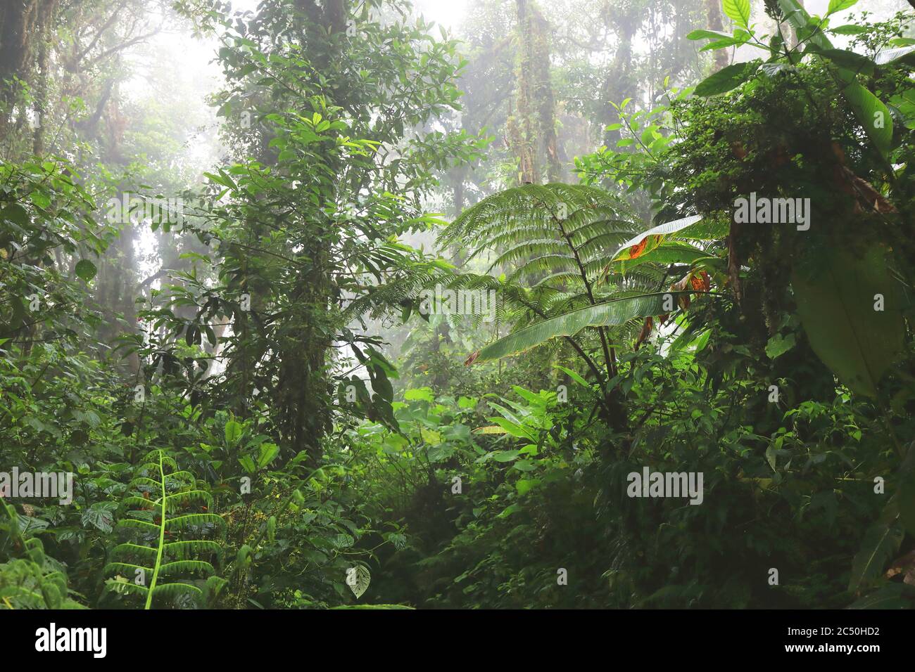 Monteverde Cloud Forest Reserve, Costa Rica, Puntarenas, Monteverde Stock Photo