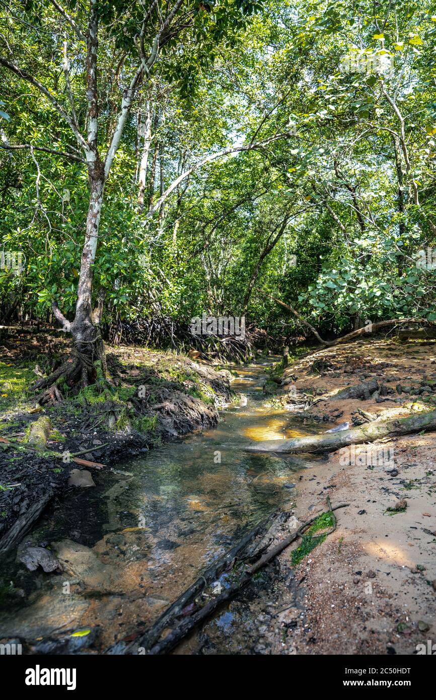 Mangrove Trees at Low Tide, Pulau Ubin, Singapore Stock Photo