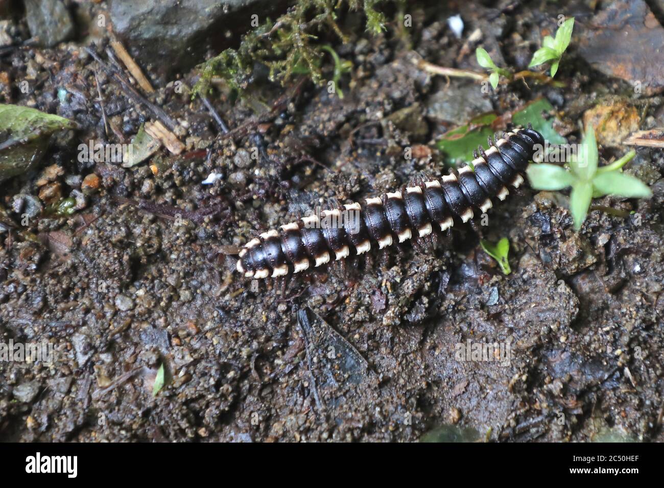Flat-backed millipede (Barydesmus spec.), crawling over forest soil, Costa Rica, Monteverde Cloud Forest Reserve Stock Photo