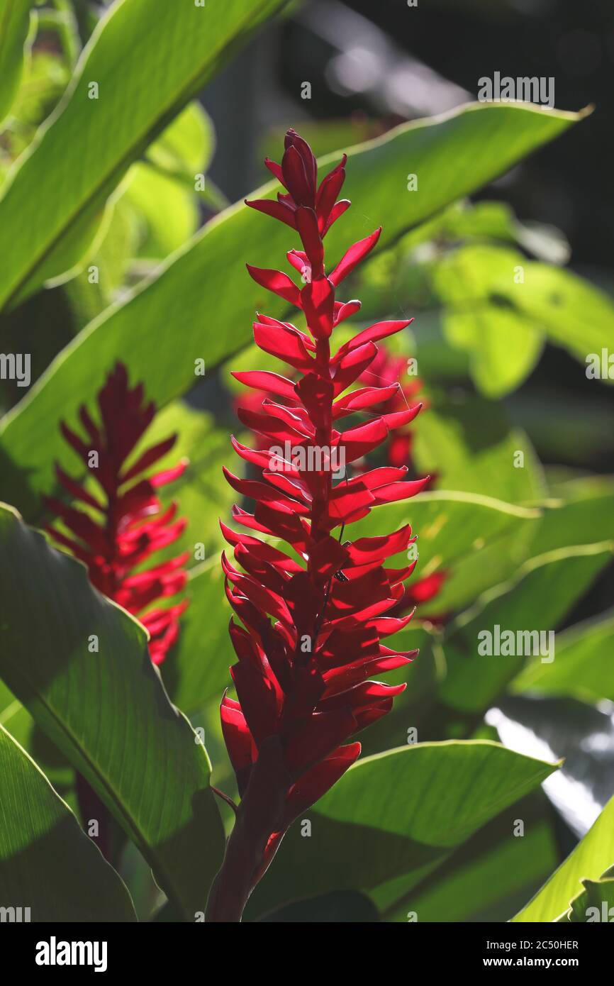 Red ginger (Alpinia purpurata), inflorescence in backlight, Costa Rica, La Virgen Sarapiqui Stock Photo