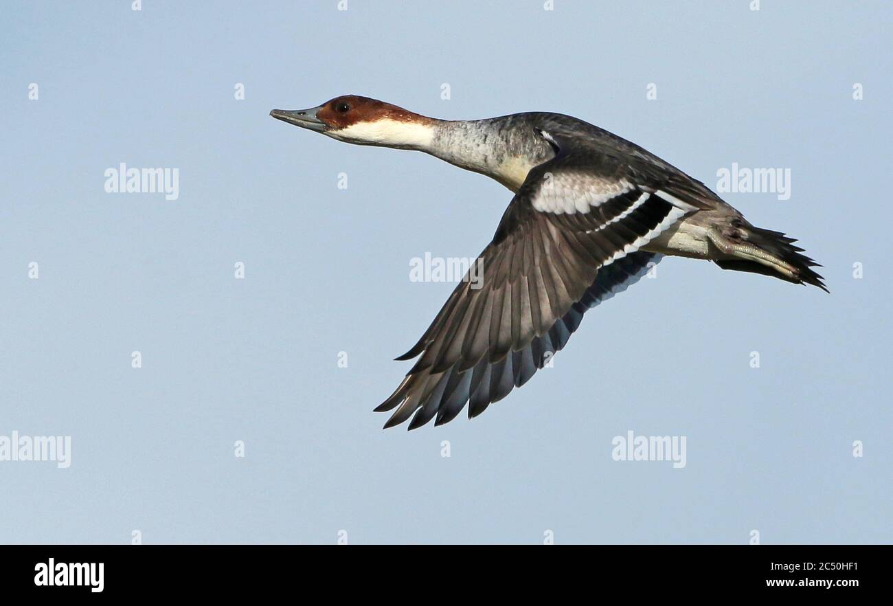Smew In Flight smew (Mergellus albellus, Mergus albellus), calling female in flight ...