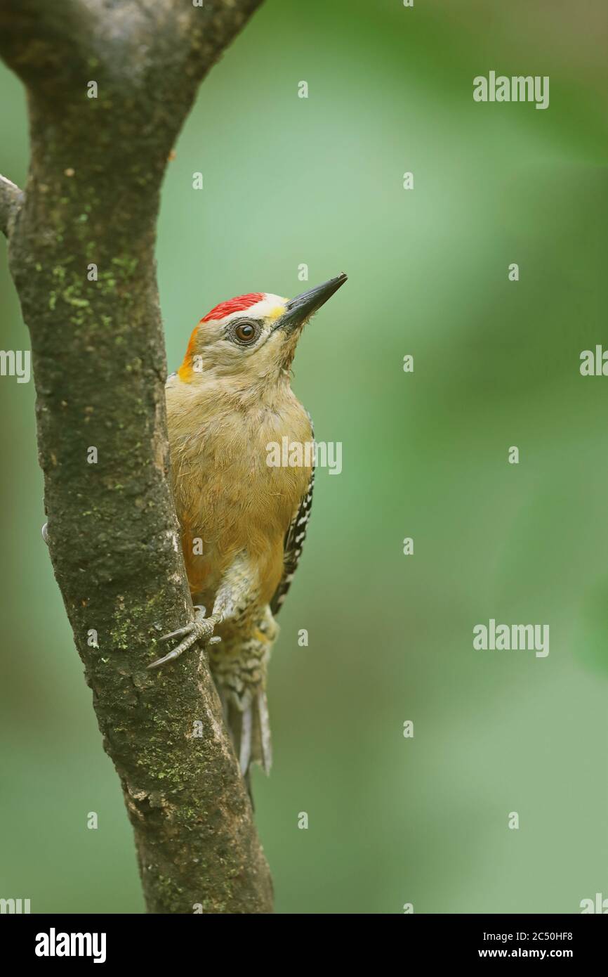 Hoffmann's woodpecker (Melanerpes hoffmannii), male sits at a tree trunk, Costa Rica, La Fortuna Stock Photo