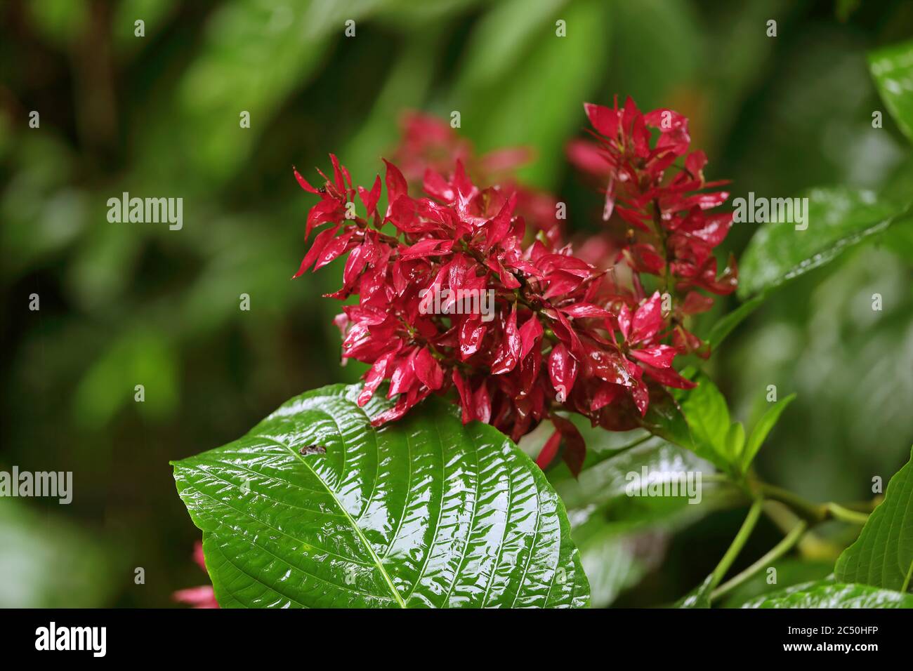 Cloak hi-res stock photography and images - Alamy