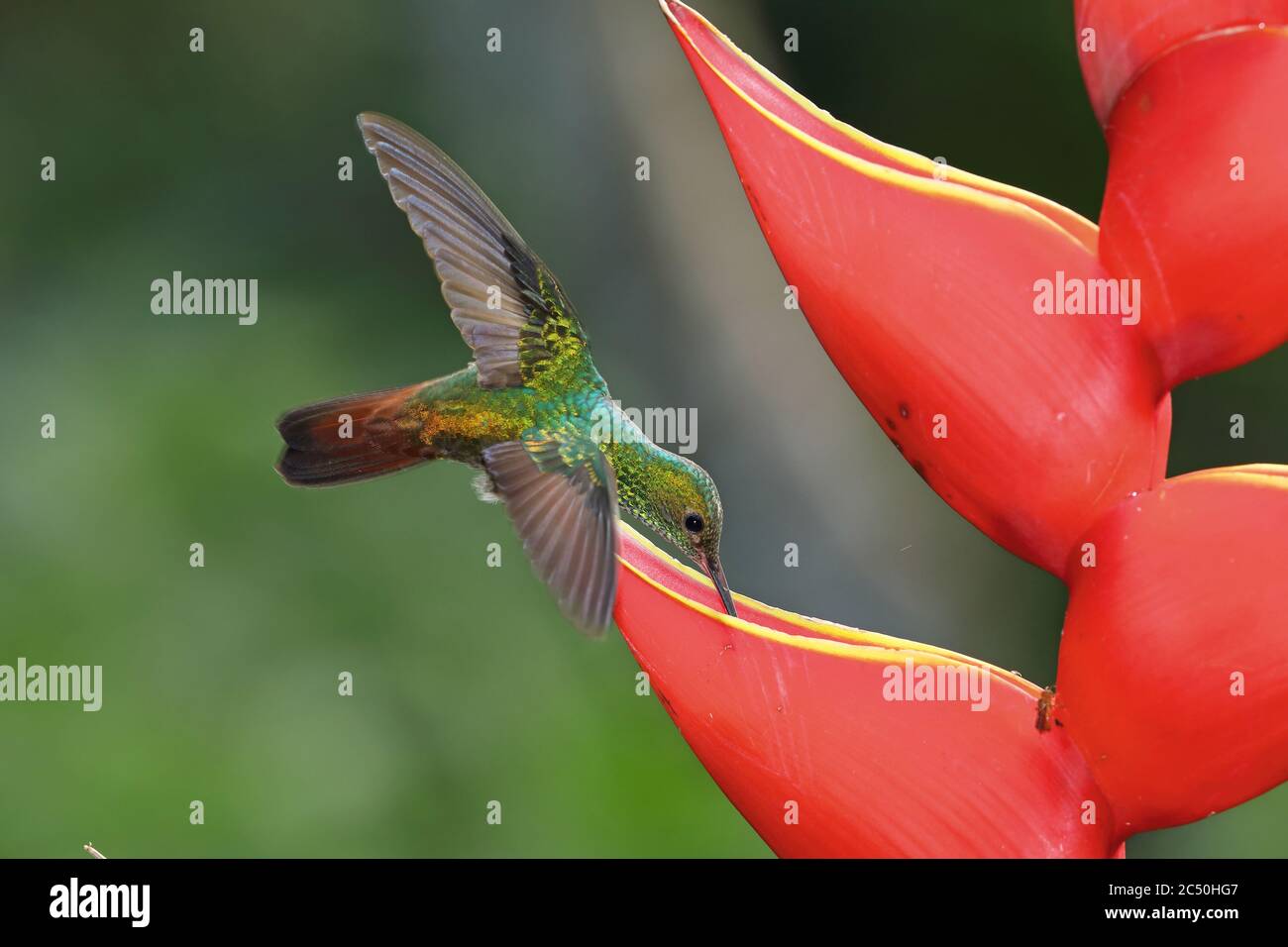 rufous-tailed hummingbird (Amazilia tzacatl), sucks nectar form a Heliconia, Costa Rica, Sarapiqui Stock Photo