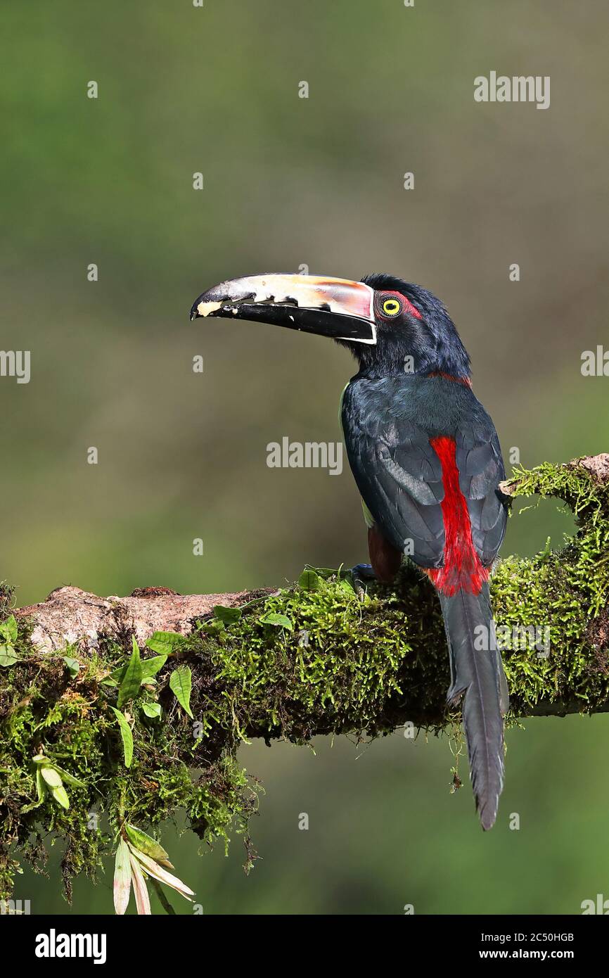 collared aracari (Pteroglossus torquatus), perches on a branch, rear view, Costa Rica, Boca Tapada Stock Photo