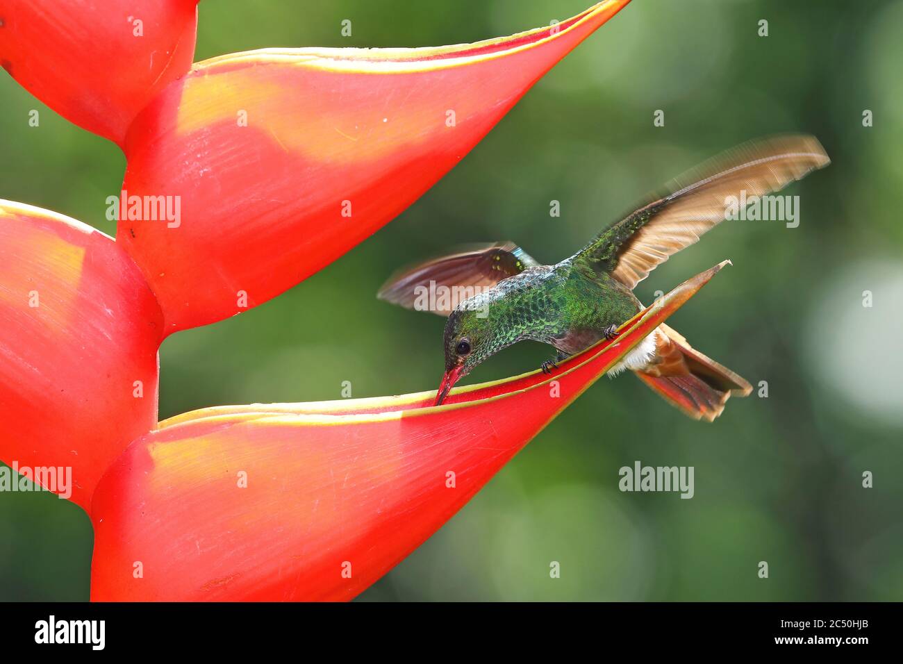 rufous-tailed hummingbird (Amazilia tzacatl), sucks nectar form a Heliconia, Costa Rica, Sarapiqui Stock Photo
