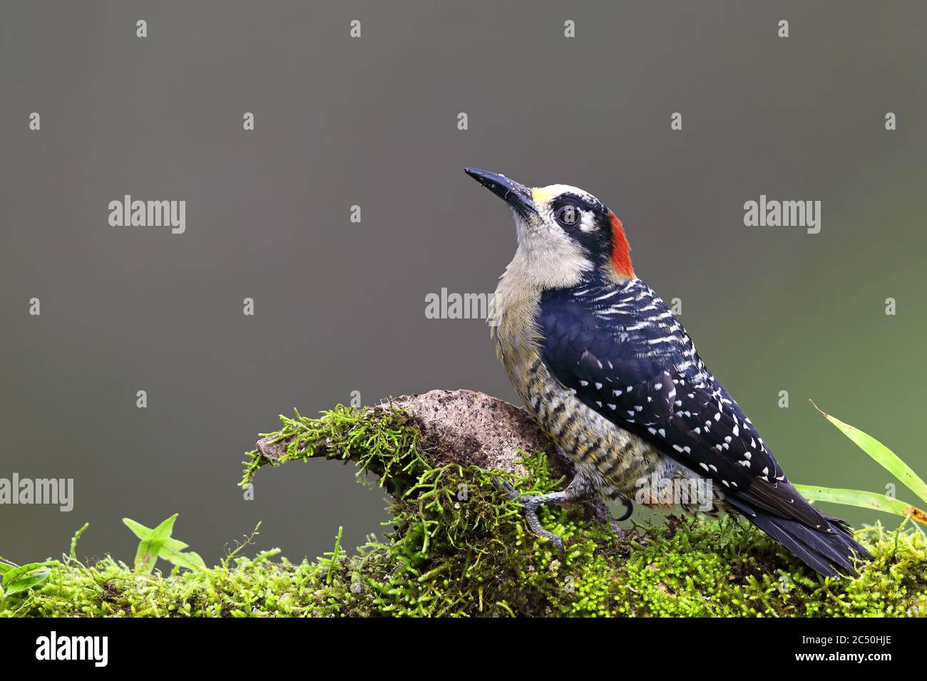 black-cheeked woodpecker (Melanerpes pucherani), female sits on mossy branch, Costa Rica, Boca Tapada Stock Photo