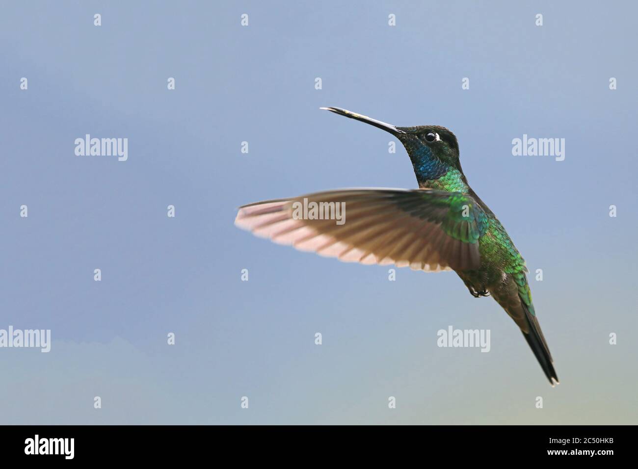 Talamanca hummingbird (Eugenes spectabilis), male in flight, side view, Costa Rica, Los Quetzales National Park Stock Photo