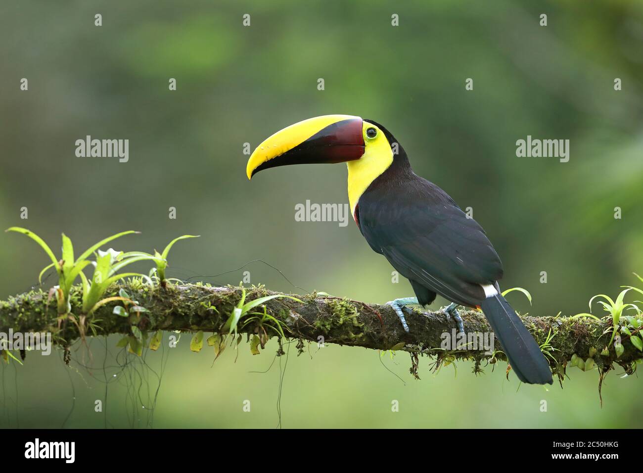 black-mandibled toucan (Ramphastos ambiguus), sitzt auf einem Ast, Costa Rica, Boca Tapada Stock Photo