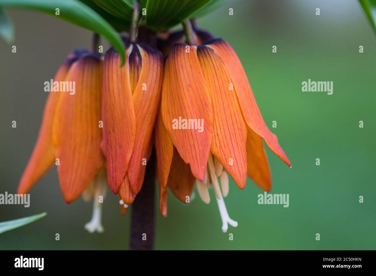 crown imperial lily (Fritillaria imperialis), flowers, Netherlands Stock Photo