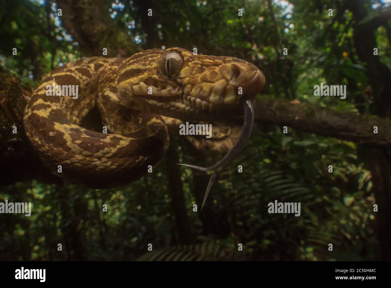 Boa tree jungle hires stock photography and images Alamy