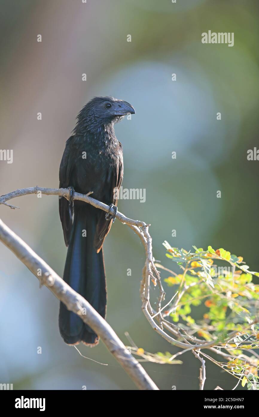 Groove-billed ani (Crotophaga sulcirostris), sits on a twig, Costa Rica Stock Photo