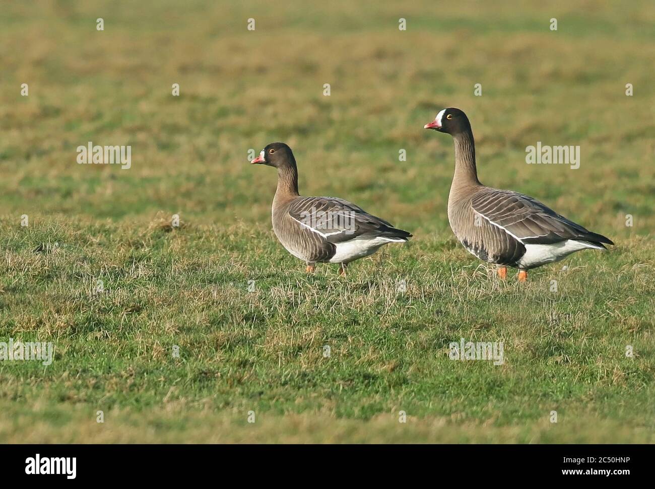 lesser white-fronted goose (Anser erythropus), juvenile and adult bird together in a meadow, side view, Netherlands Stock Photo
