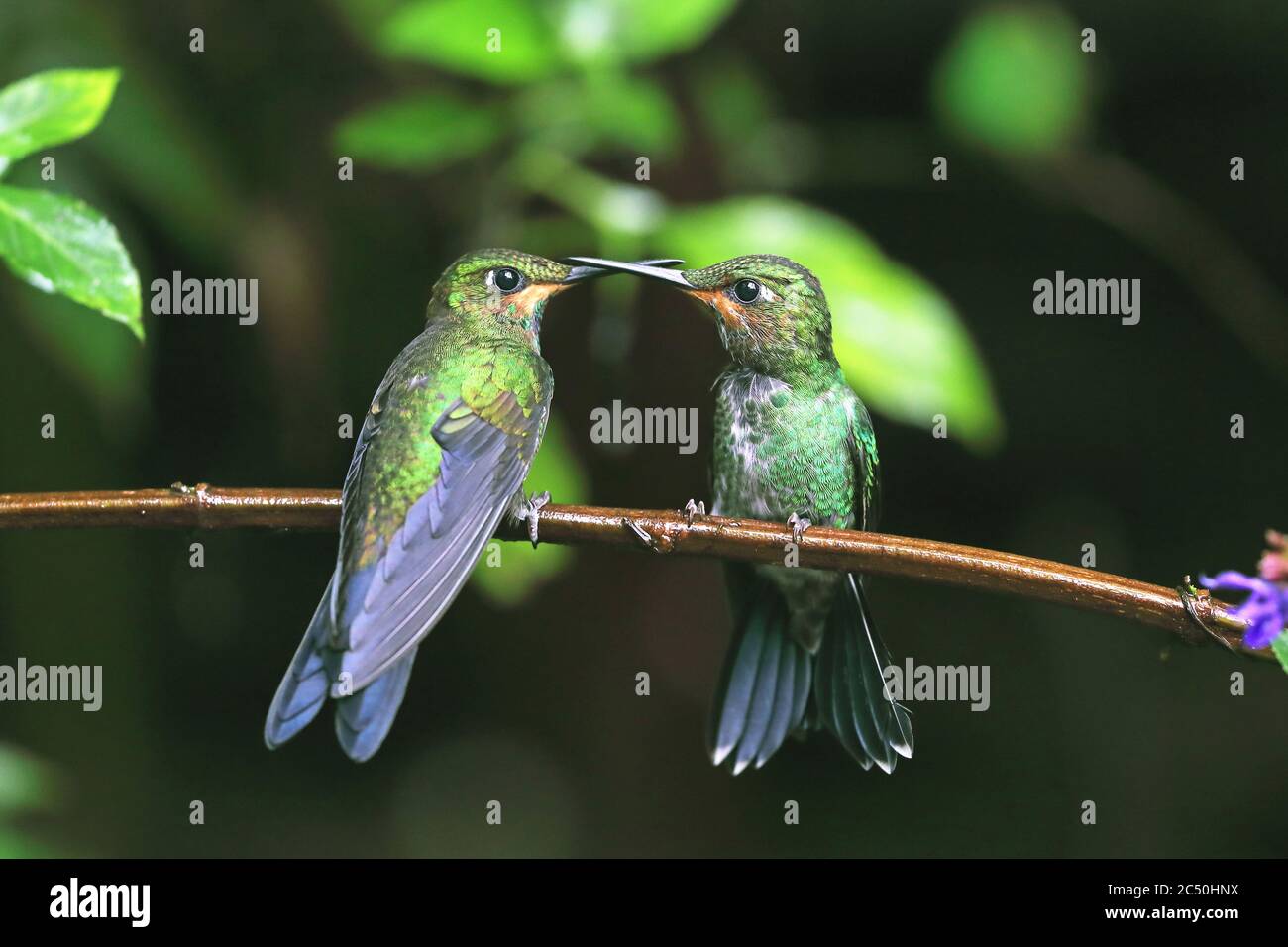 green-crowned brilliant (Heliodoxa jacula), two juveniles perch on a branch, Costa Rica, Monteverde Stock Photo
