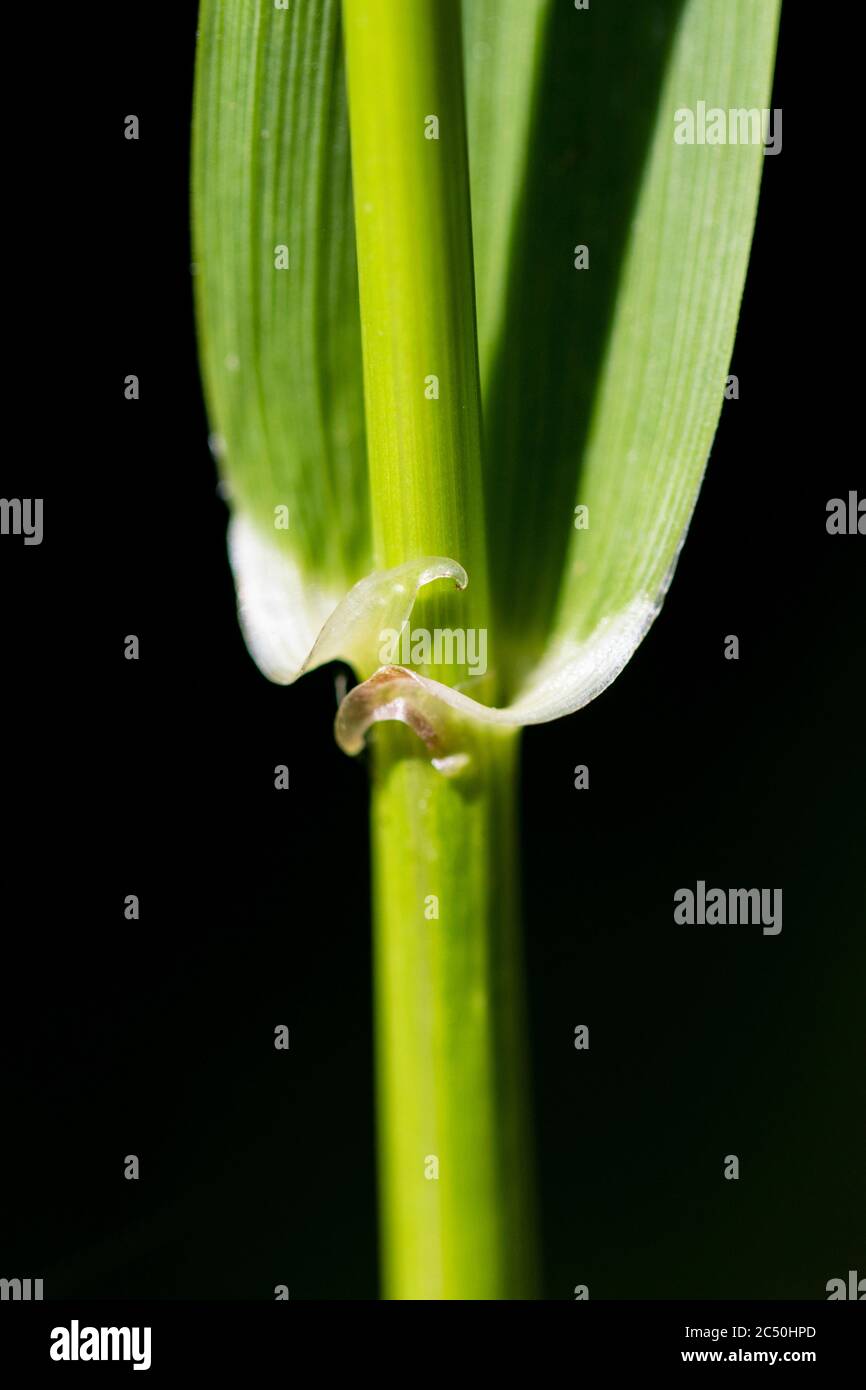 giant fescue (Festuca gigantea, Lolium giganteum, Schedonorus giganteus), leaf auricles against black background, Netherlands, Drenthe Stock Photo