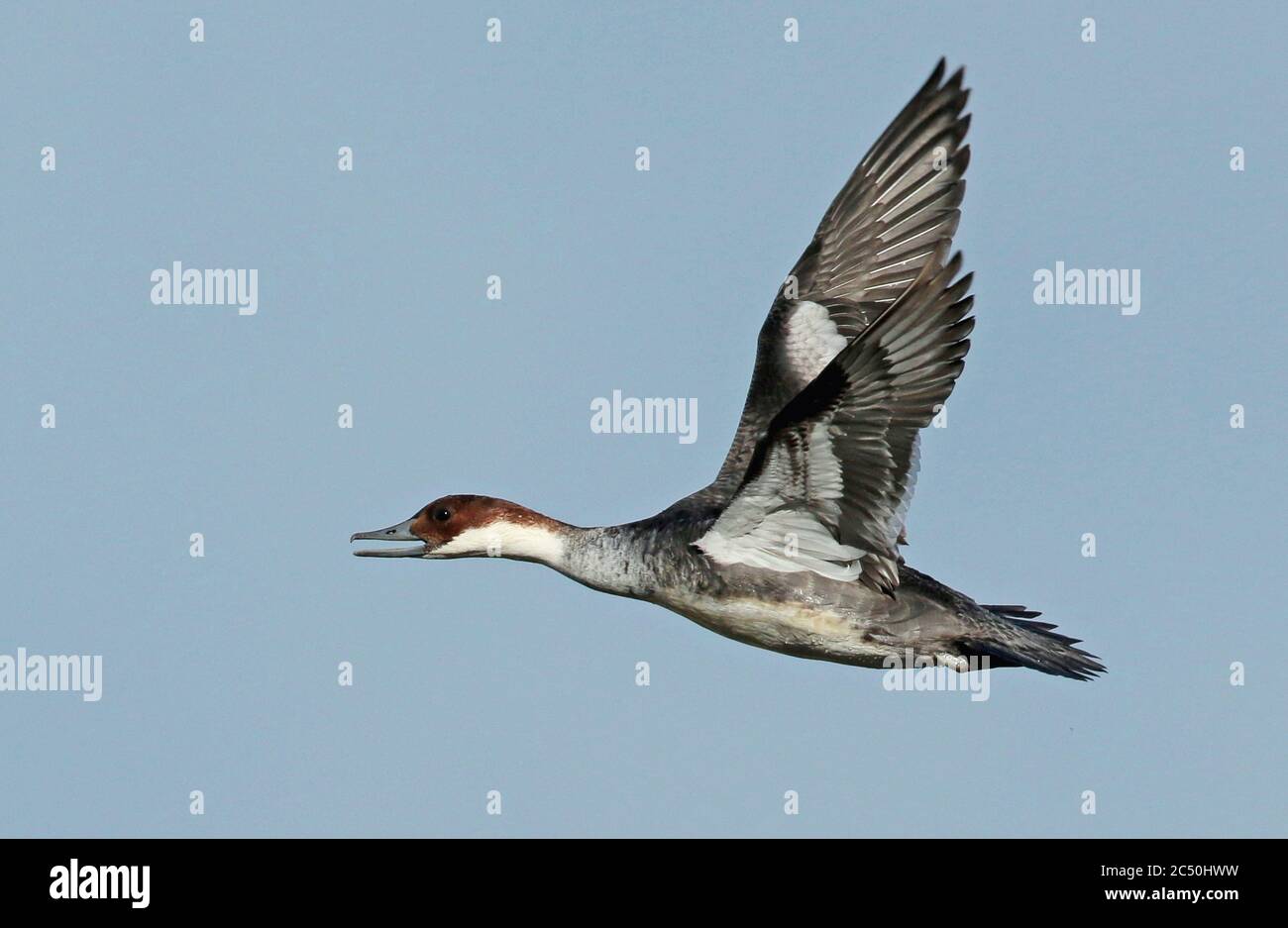 smew (Mergellus albellus, Mergus albellus), calling female in flight, side view, Netherlands Stock Photo