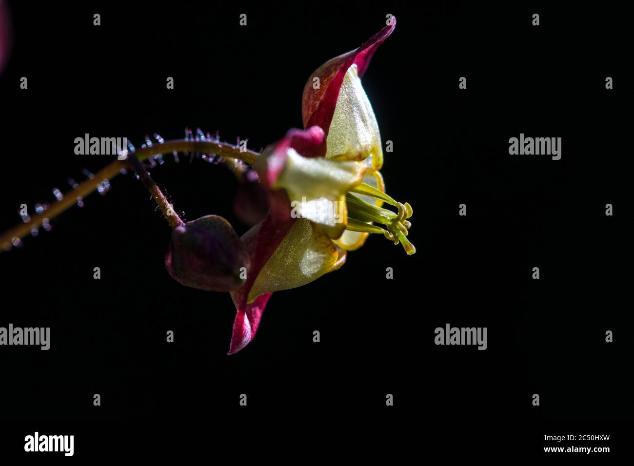 Alpine barrenwort (Epimedium alpinum), flower against black background Stock Photo