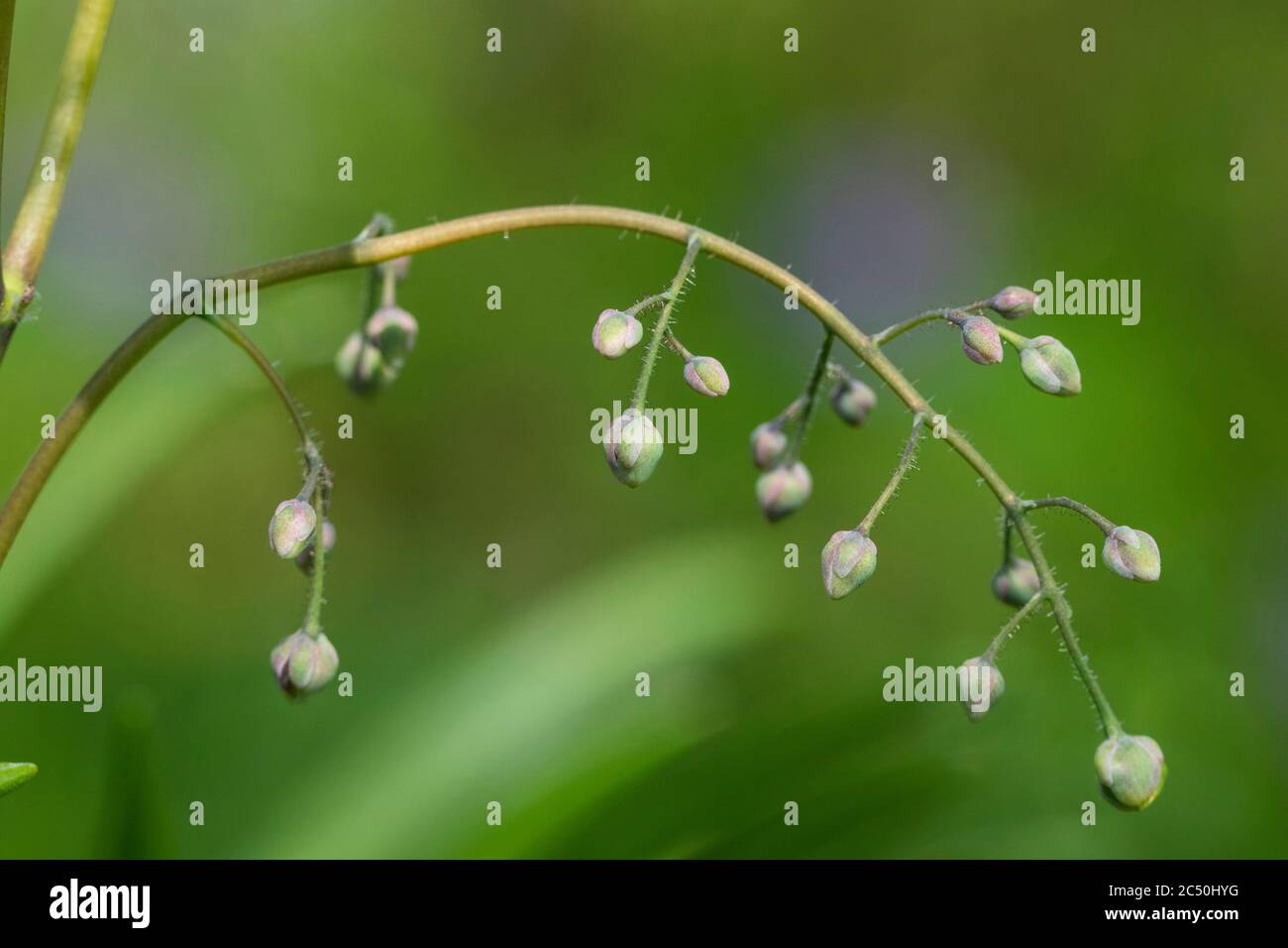 Alpine barrenwort (Epimedium alpinum), inflorescence in bud Stock Photo