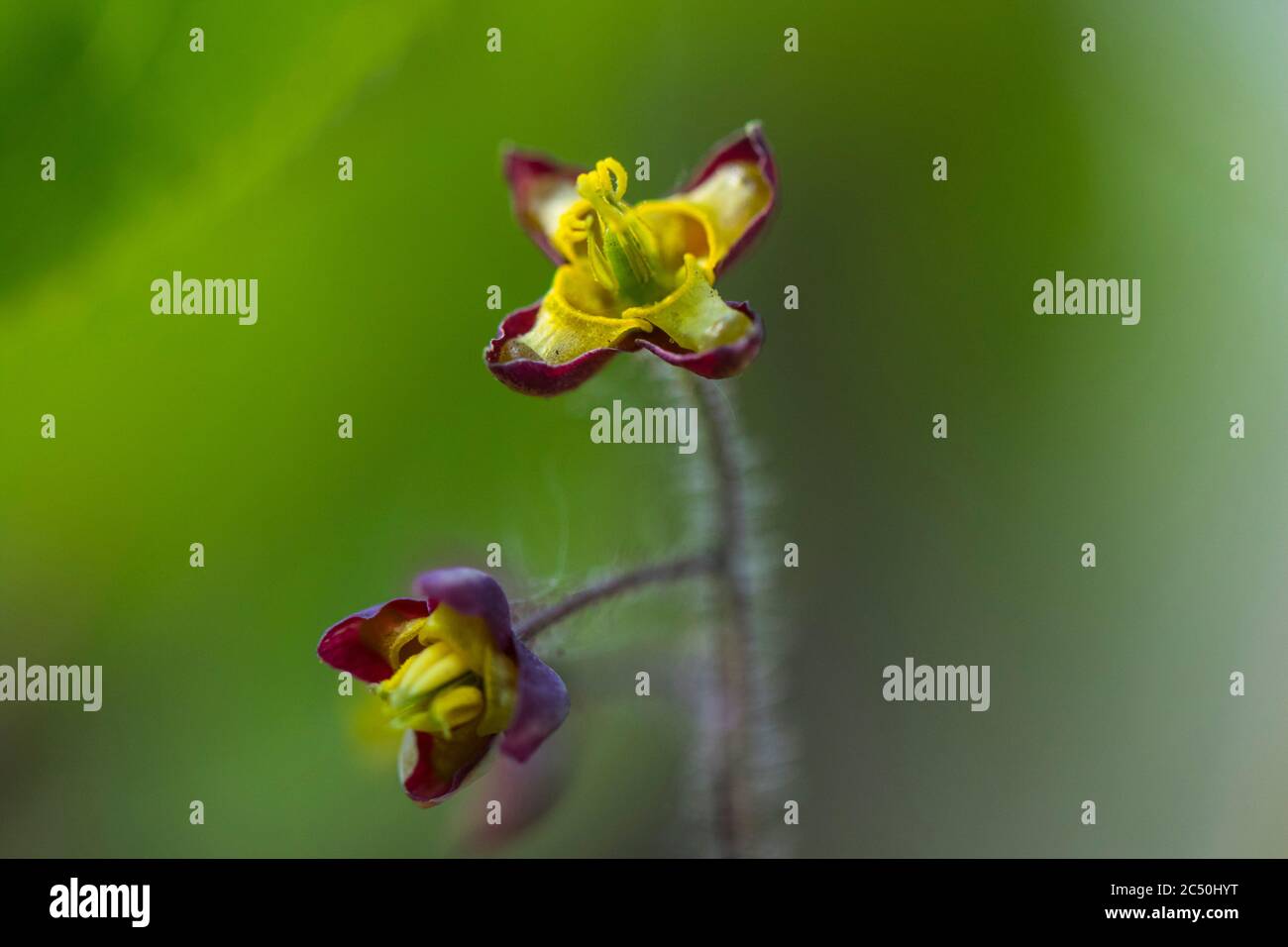 Alpine barrenwort (Epimedium alpinum), flowers Stock Photo
