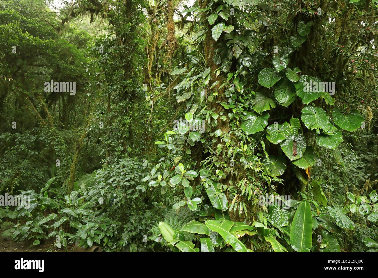 Monteverde Cloud Forest Reserve, Costa Rica, Puntarenas, Monteverde Stock Photo