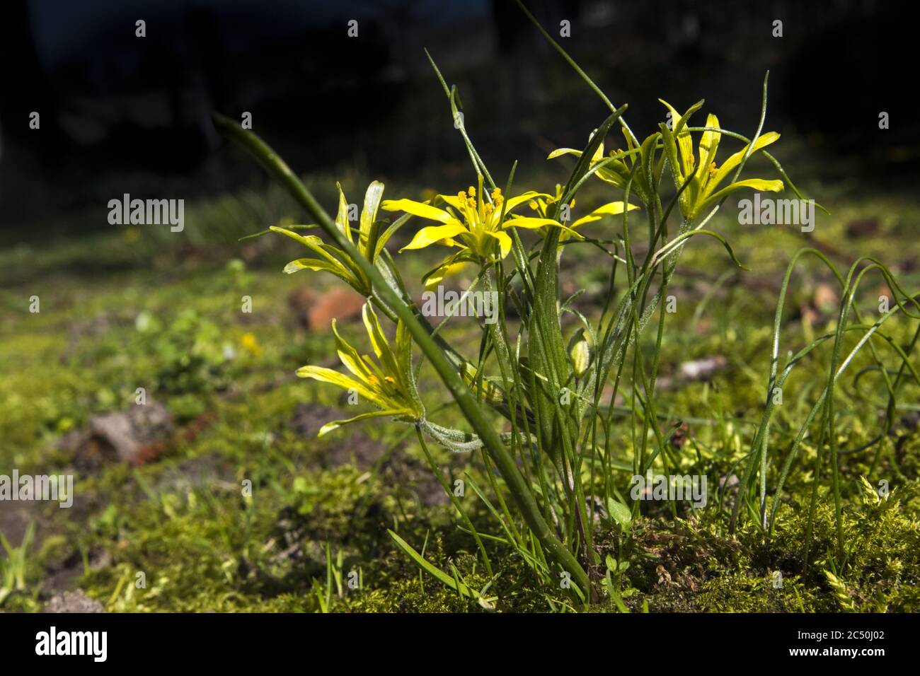 hairy star-of-Bethlehem (Gagea villosa, Gagea arvensis), blooming, Netherlands, Overijssel Stock Photo